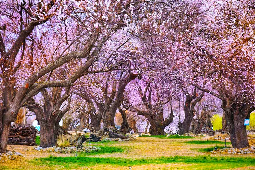 桃花沟